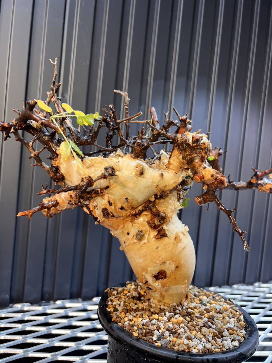 コミフォラ　カタフ　Commiphora kataf エイル　モンストローサ　発根済み　オペルクリカリア_画像3