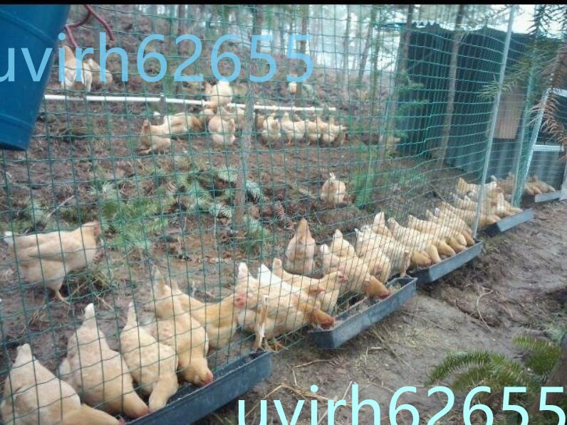 * new goods recommendation * low charcoal element steel wire animal protection net to licca ru net safety fencing net net house . guard birds and wild animals . prevention for animal protection material 1.5x30m