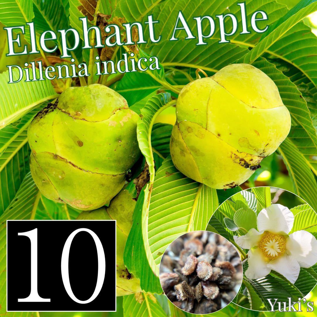 エレファント・アップル 種子x10[熱帯果樹]Dillenia indica ビワモドキ_画像1