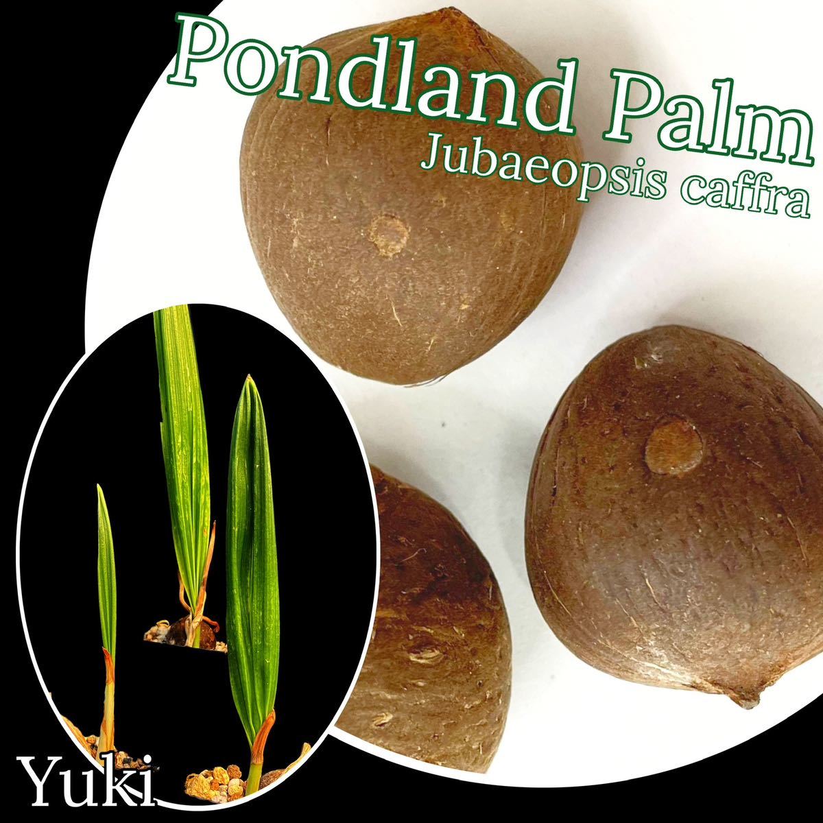  Africa chi rear si/ pound Land *pa-m seeds x3( departure root processing settled )[ enduring cold . cocos nucifera ]Jubaeopsis caffra