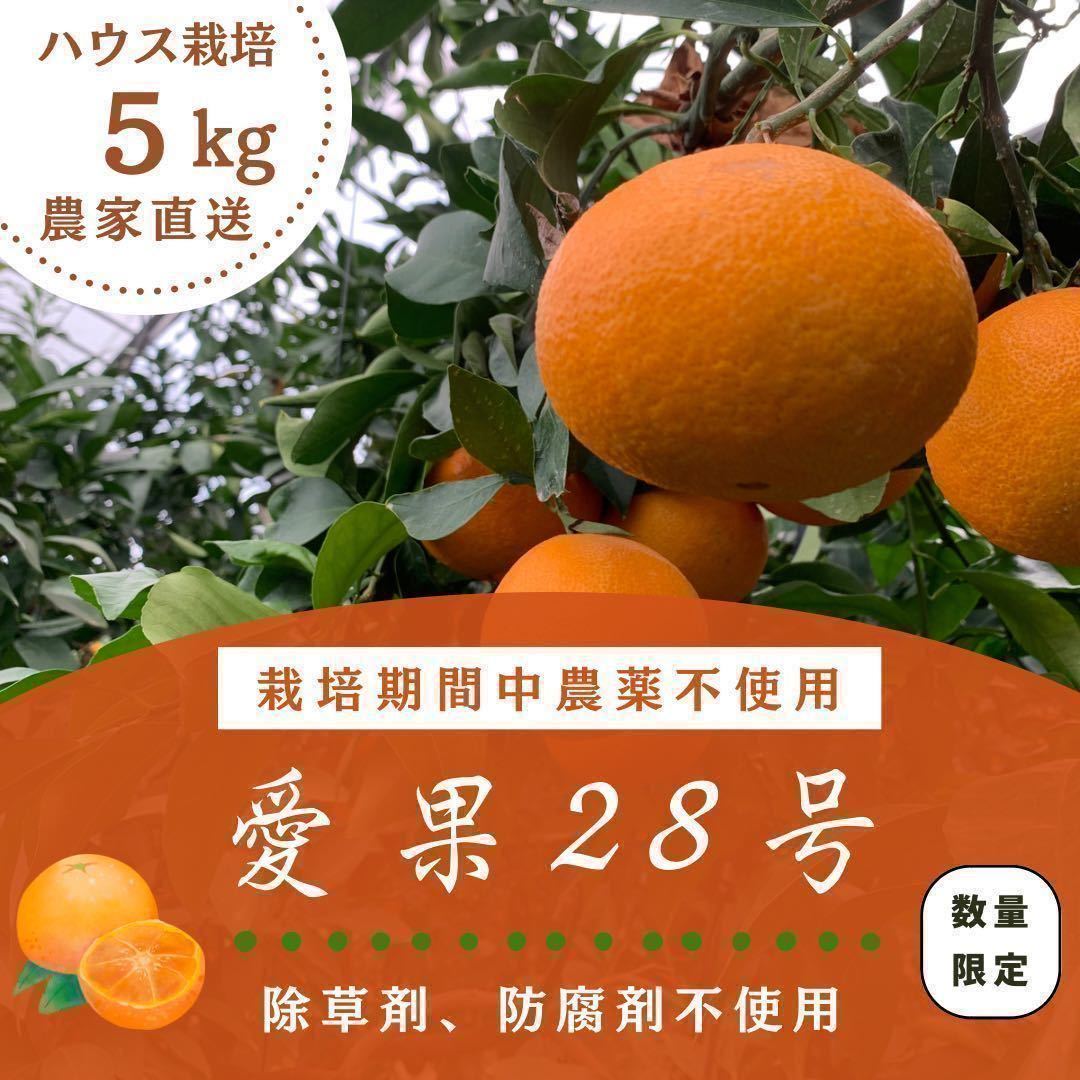 【愛果28号】5kg箱　サイズ混合『数量限定』 栽培期間中農薬不使用　除草剤不使用　ノーワックス防腐剤不使用　紅まどんな同品種　_画像1