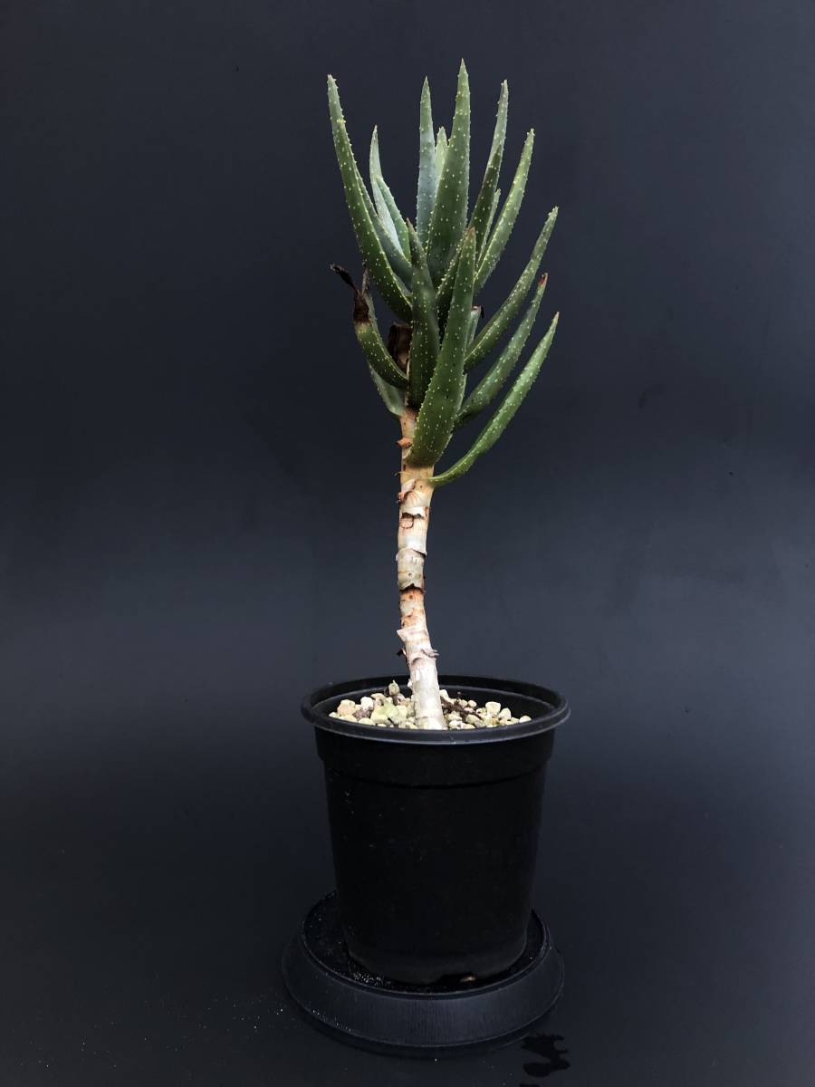 Aloe dichotoma アロエ ディコトマ（輸入種子苗）_画像5