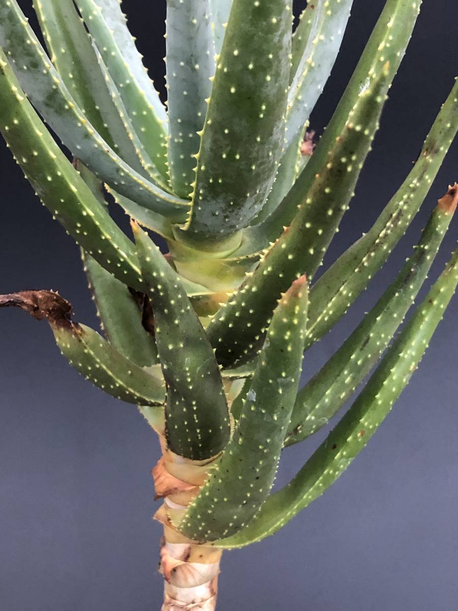 Aloe dichotoma アロエ ディコトマ（輸入種子苗）_画像9