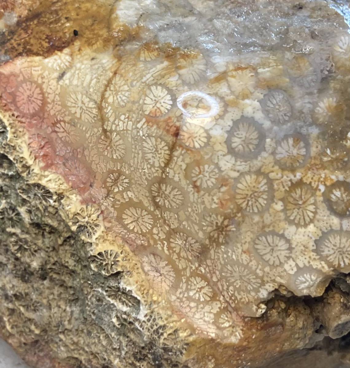インドネシア　ジャワ島産天然フォシルコーラル原1300g［珊瑚の化石］激レア石^ ^_画像2
