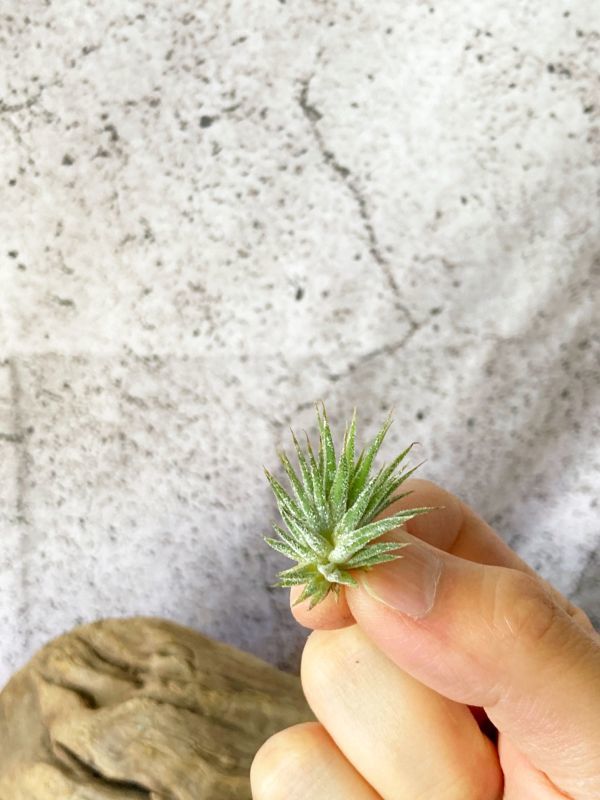 【Frontier Plants】 チランジア・チランジア・イオナンタ・エナノ T. ionantha Enano ブロメリア　エアプランツ_画像3