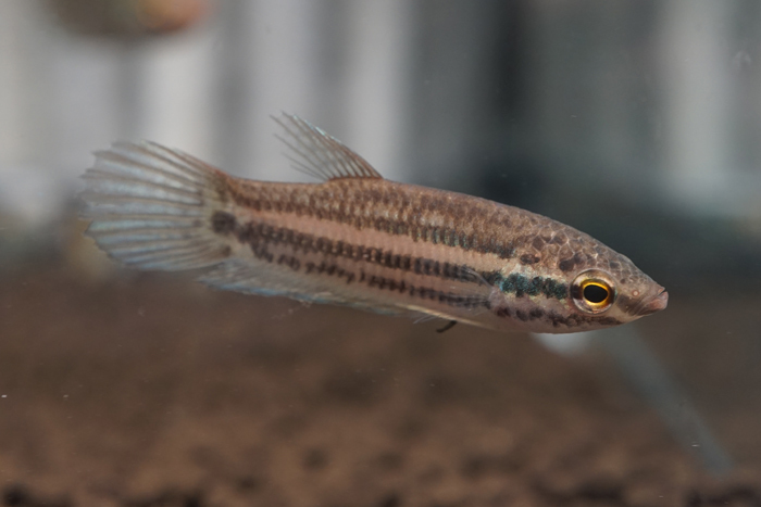 ワイルド　タイ TRAT産　ベタ・プリマ　Betta prima 　M（約3-4.5ｃｍ）　1匹　雌雄選別不可　原種　ベタ_画像1