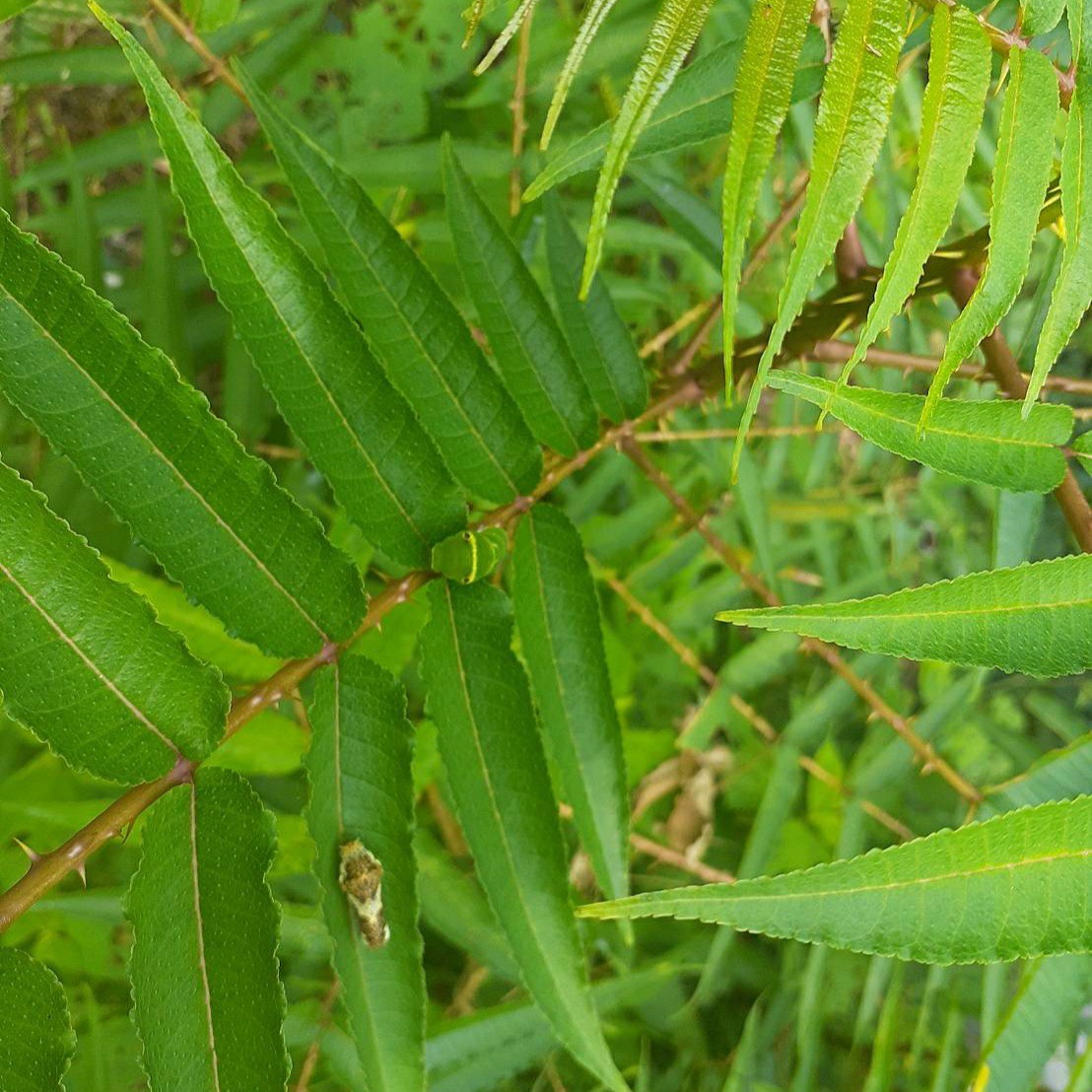 アゲハ幼虫の餌　天然　カラスザンショウ　新鮮　枝付き葉っぱ　約80枚　増量あり_画像7