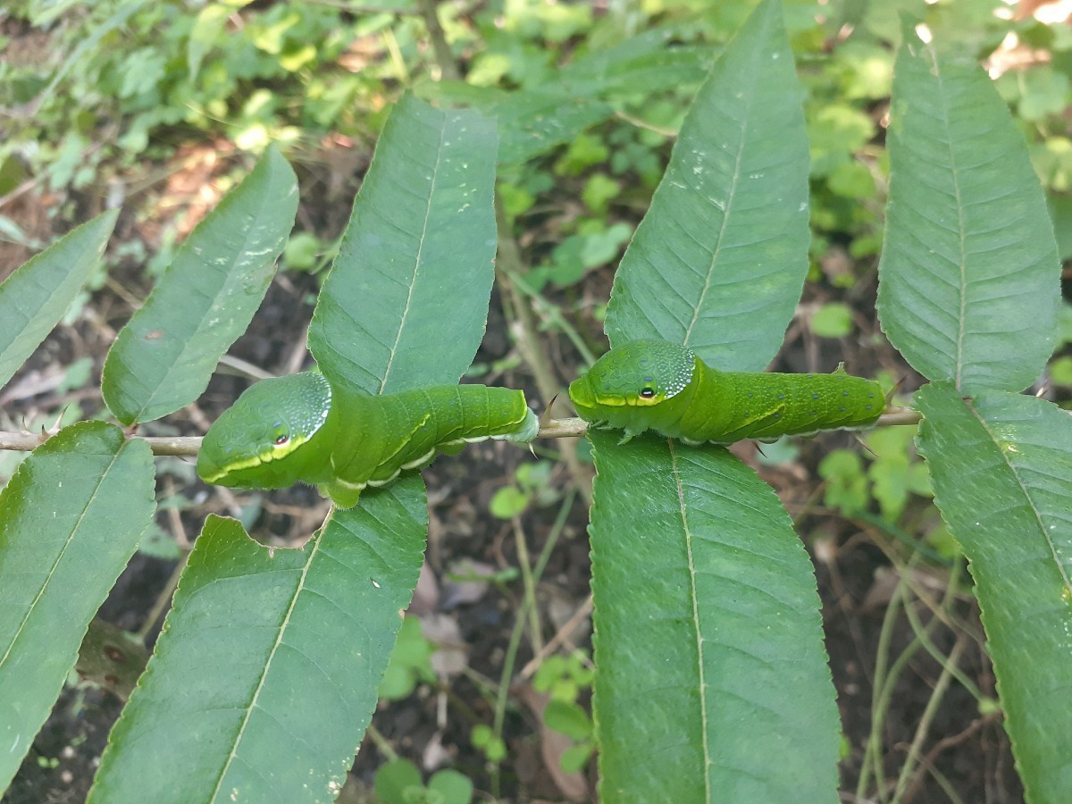 アゲハ幼虫の餌 天然 カラスザンショウ 新鮮 枝付き葉っぱ 訳