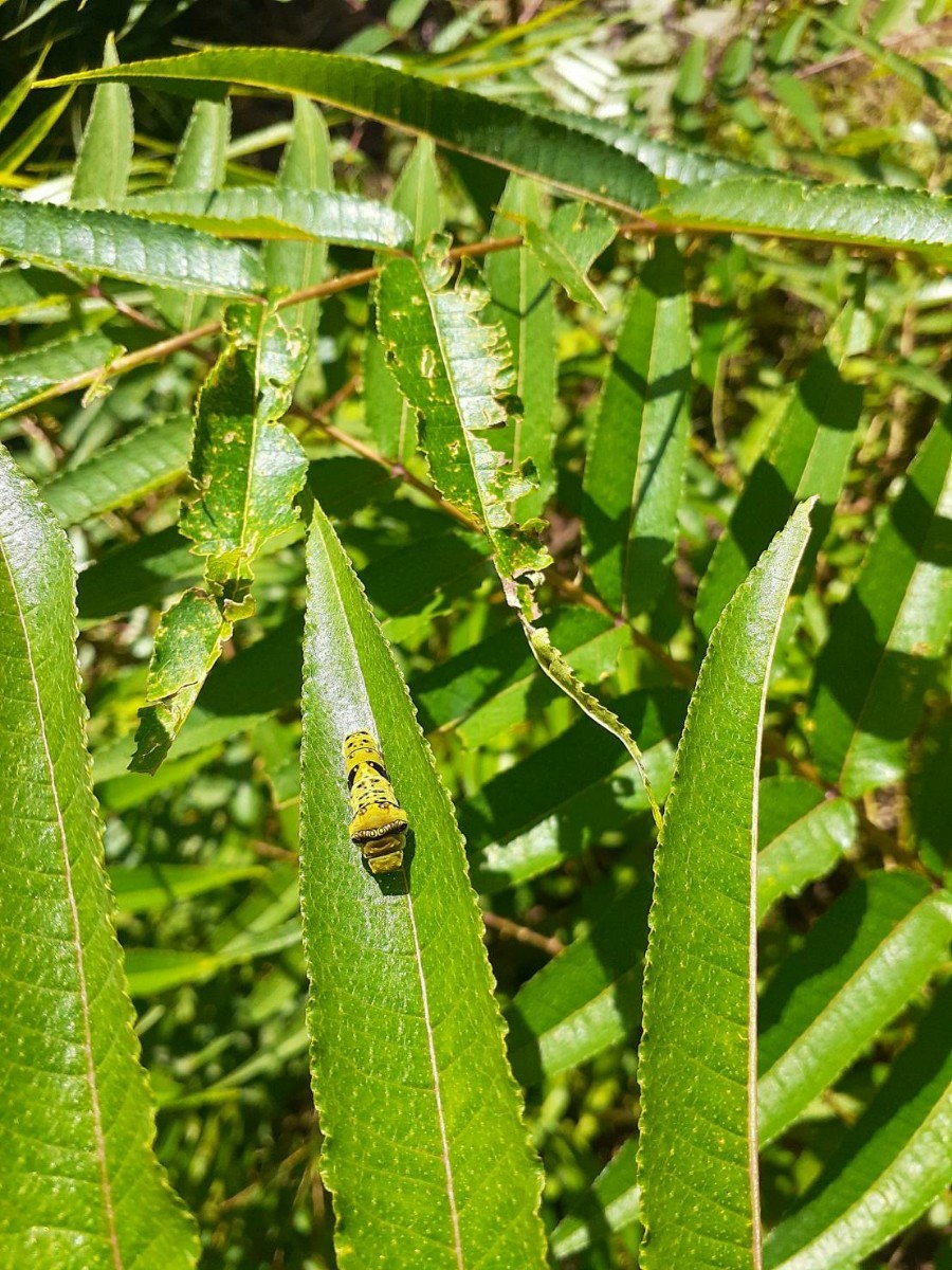 アゲハ幼虫の餌　天然　カラスザンショウ　新鮮　枝付き葉っぱ　約80枚　増量あり_画像8