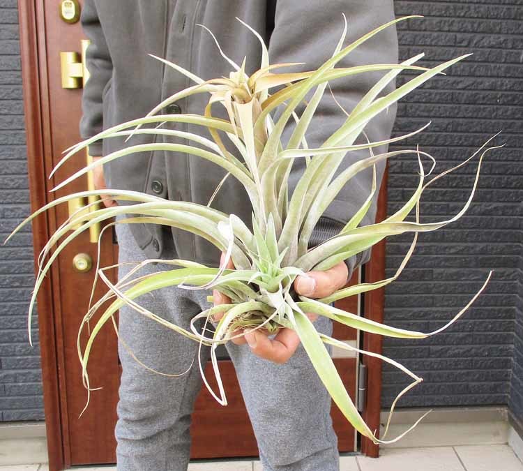 【現品】ティランジア・カピタータ・ピーチ　Tillandsia capitata　Peach　P8番_画像1