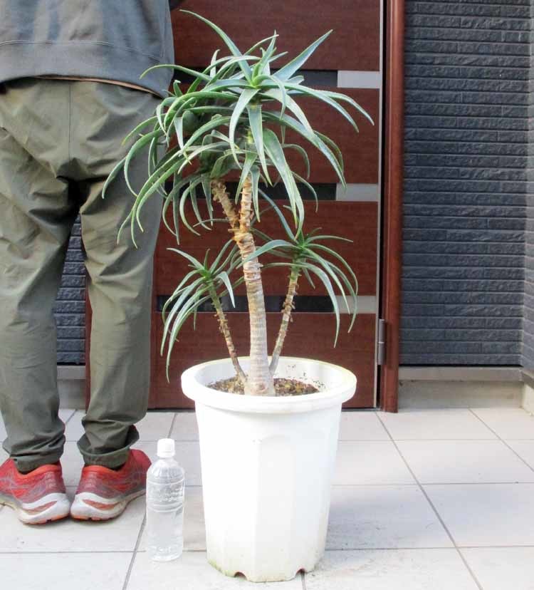 【現品】アロエ・ストリアツラ　Aloe striatula　耐寒性の高いアロエ　10号　J12番_画像1