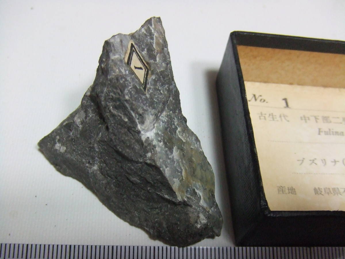 植物・動物化石T_画像2