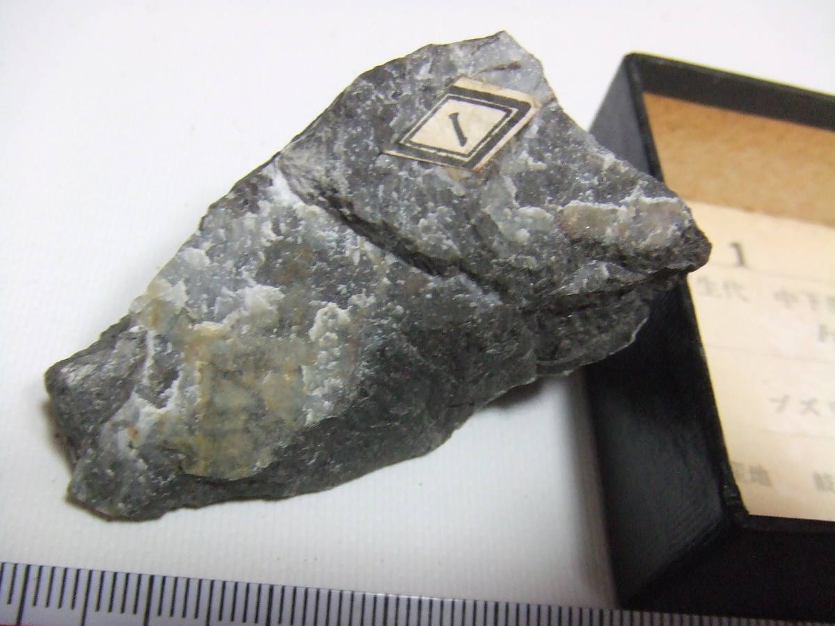 植物・動物化石T_画像3