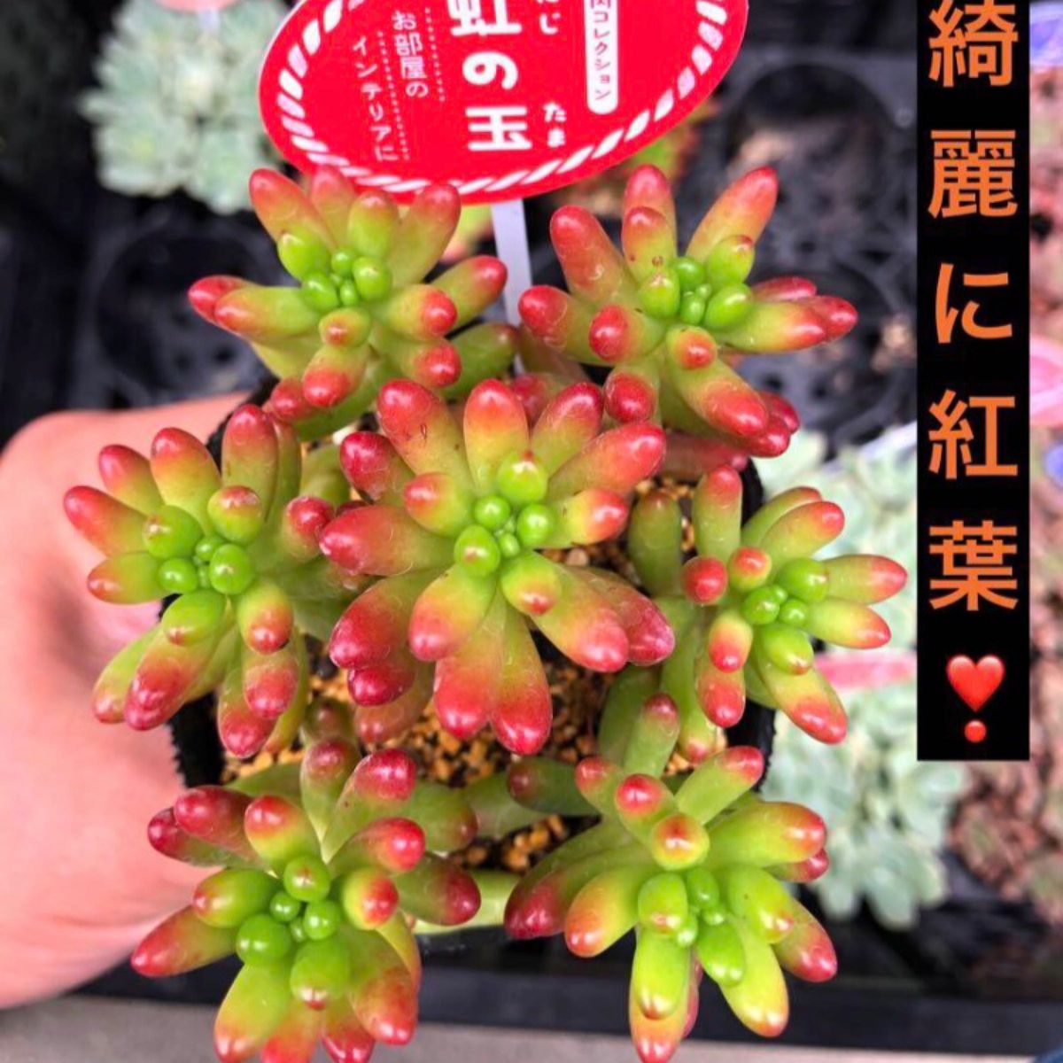 綺麗に紅葉！【虹の玉】名札付き！根付き！ 多肉植物