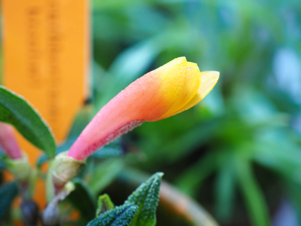 11/19 Den.cuthbertsonii'Pepe' (red-yellow bicolor) 洋蘭 デンドロ 原種 蕾２輪 パルダリウム 良株_画像4