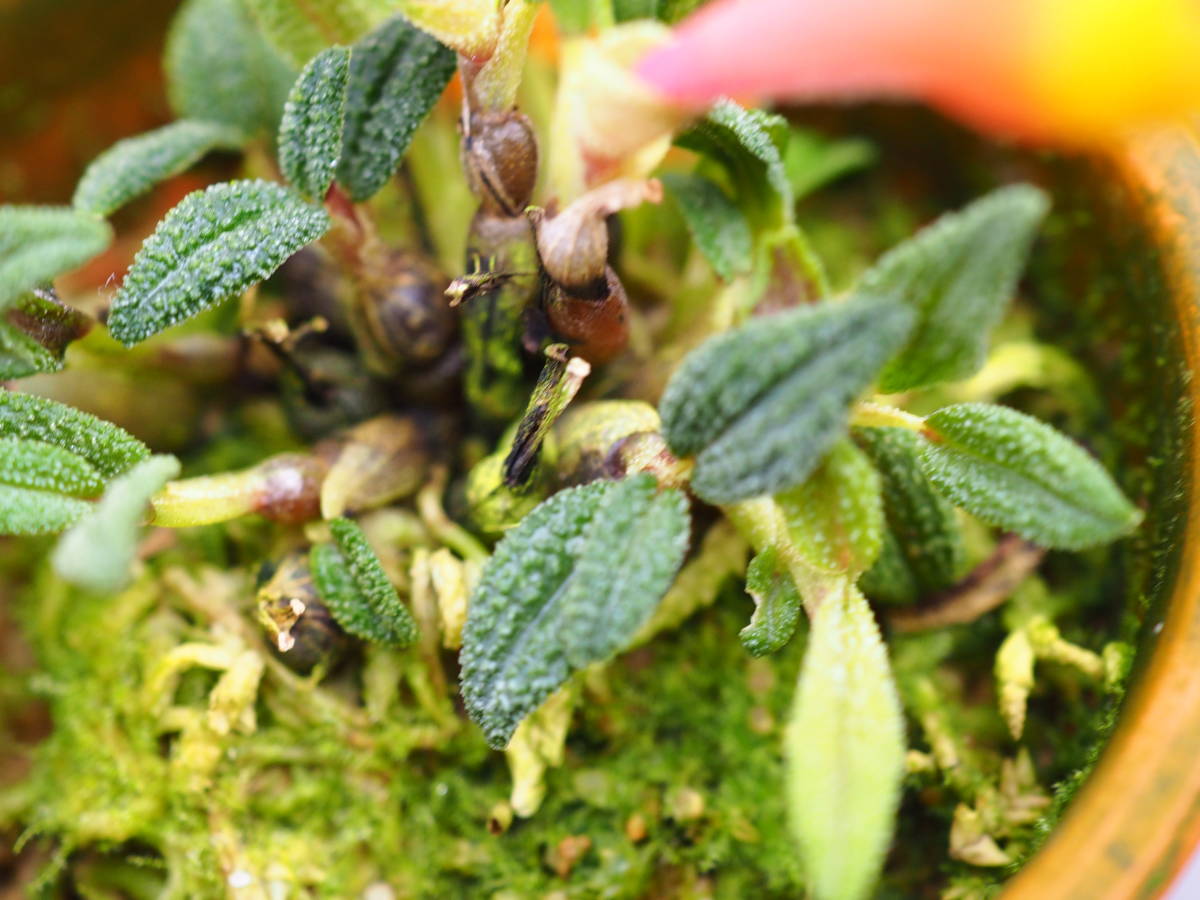 11/19 Den.cuthbertsonii'Pepe' (red-yellow bicolor) 洋蘭 デンドロ 原種 蕾２輪 パルダリウム 良株_画像10