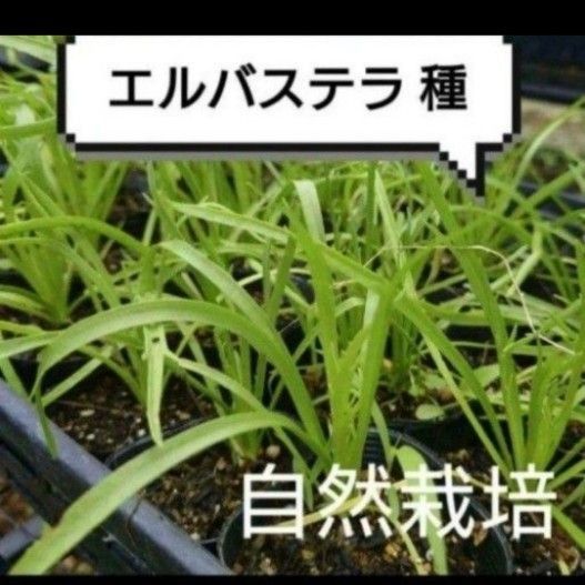 【自然栽培】エルバステラ 種 殻付き小さじ1杯分   固定種 リクガメ