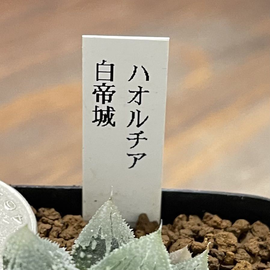 多肉植物　ハオルチア　白帝城_画像3