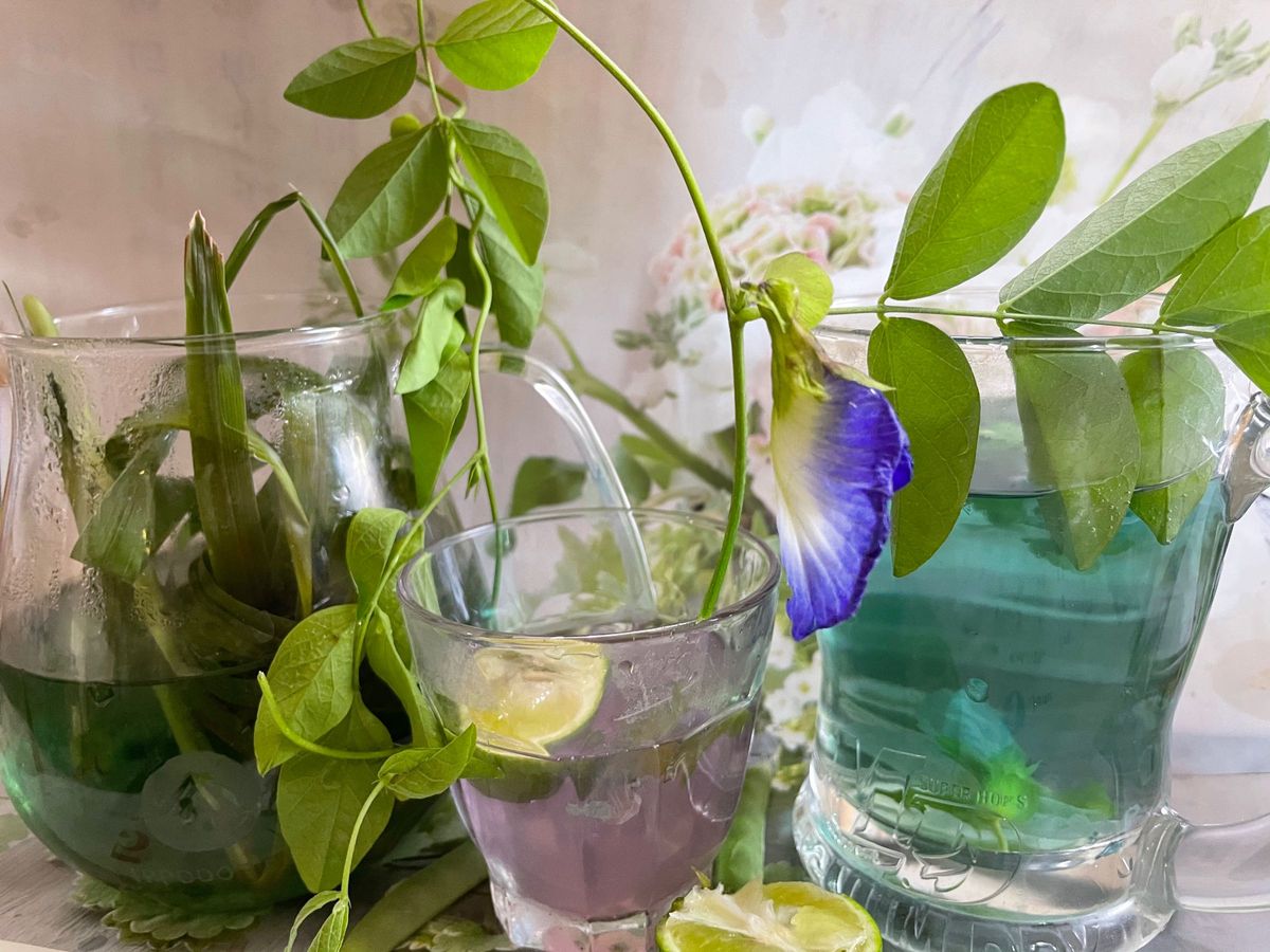 写真のようなお茶を作れる花　バタフライピーの種50粒以上匿名発送