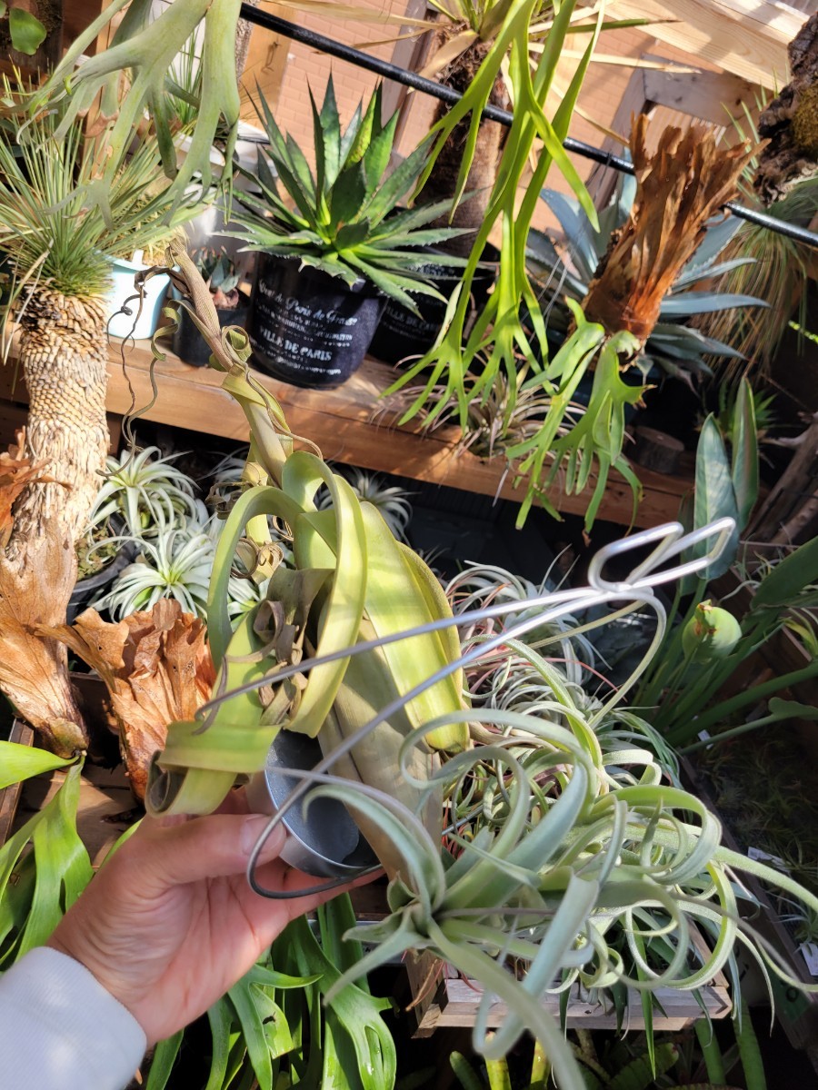 Ｔｉｌｌａｎｄｓｉａ　‘Ｃｕｒｌｙ　Ｓｌｉｍ’　チランジア　カーリースリム Tillandsia エアープランツ スクランプ ティランジア_画像5