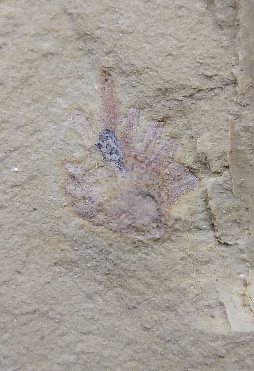 ディノミスクス 超絶希少種の上級品 雲南省 澄江動物群 古生代カンブリア紀 バージェスモンスター 化石の画像1
