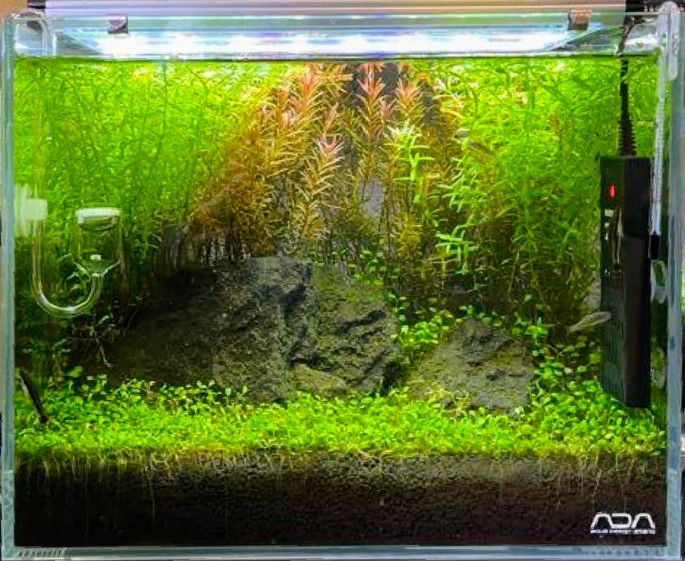 ADA キューブガーデン 30cm 水槽セット アクアデザインアマノ ADA キューブガーデン 30cm 水槽セット アクアデザインアマノ