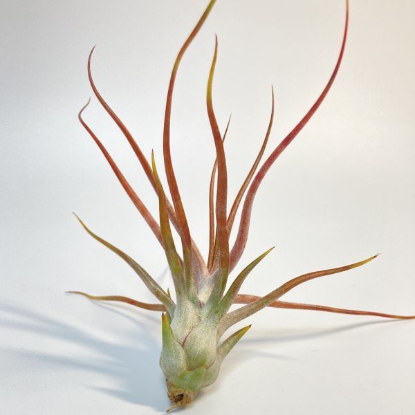 Tillandsia bulbosa Gigante x ionantha var.van_hyningii ③ チランジア ブルボーサギガンテ x イオナンタバンハイニンギ― エアプランツ_画像4