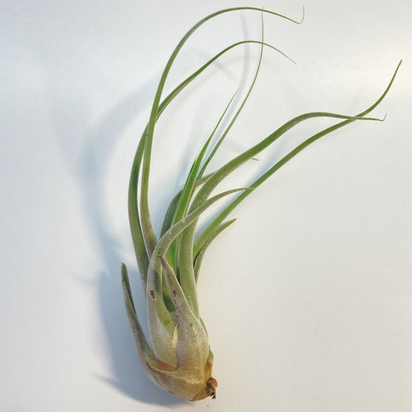 Tillandsia ' Queen's Charm ' ① チランジア クイーンズチャーム エアプランツ ティランジア_画像2