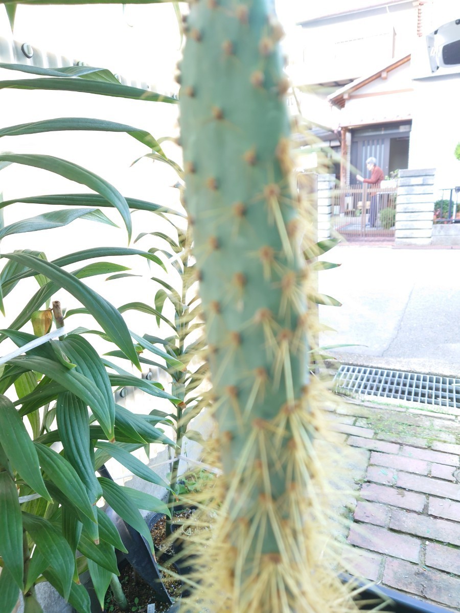 ガラパゴスウチワサボテン　金刺青肌　Opuntia echios var gigantea 柱サボテン ウチワサボテン_画像6