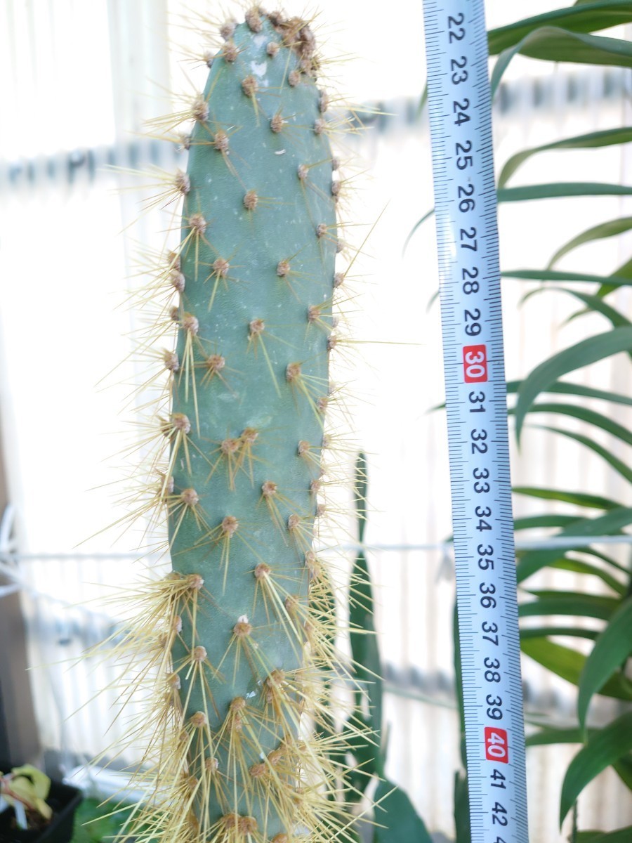 ガラパゴスウチワサボテン　金刺青肌　Opuntia echios var gigantea 柱サボテン ウチワサボテン_画像5