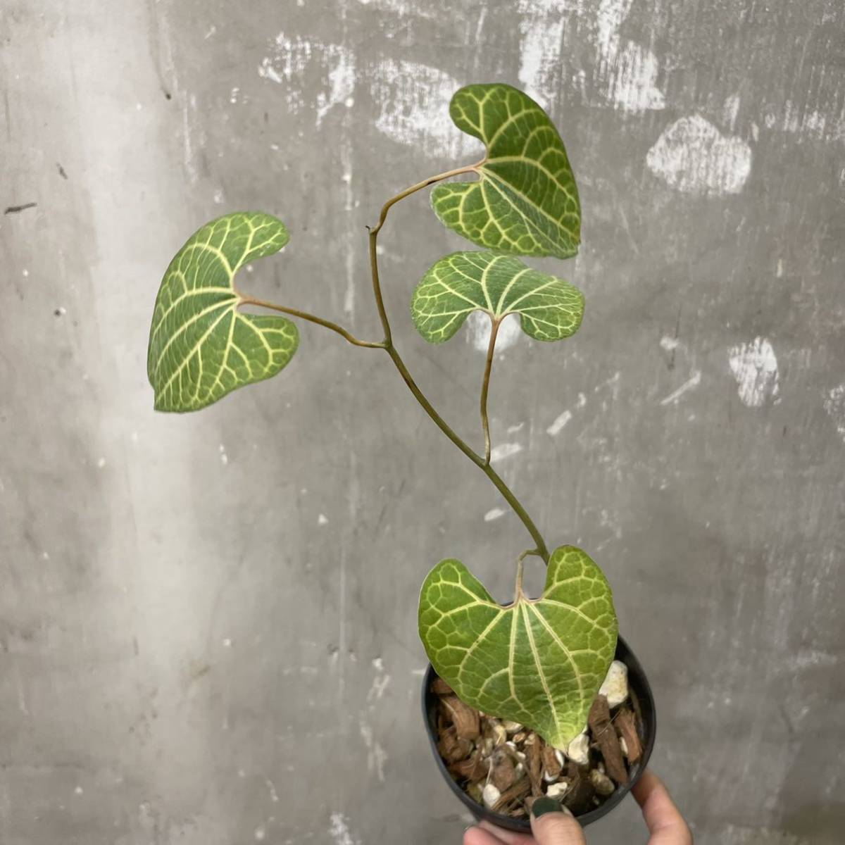 ［Pof］Aristolochia leuconeura アリストロキア・レウコネウラ_画像1