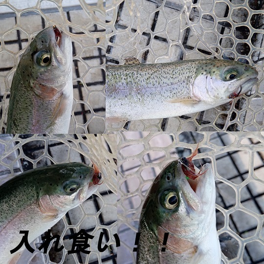 完成フライセット（3個）渓流トラウト釣りフライフィッシング爆釣毛ばりテンカラ毛鉤管理釣りルアーニジマスサーモンニンフルースニング_画像4