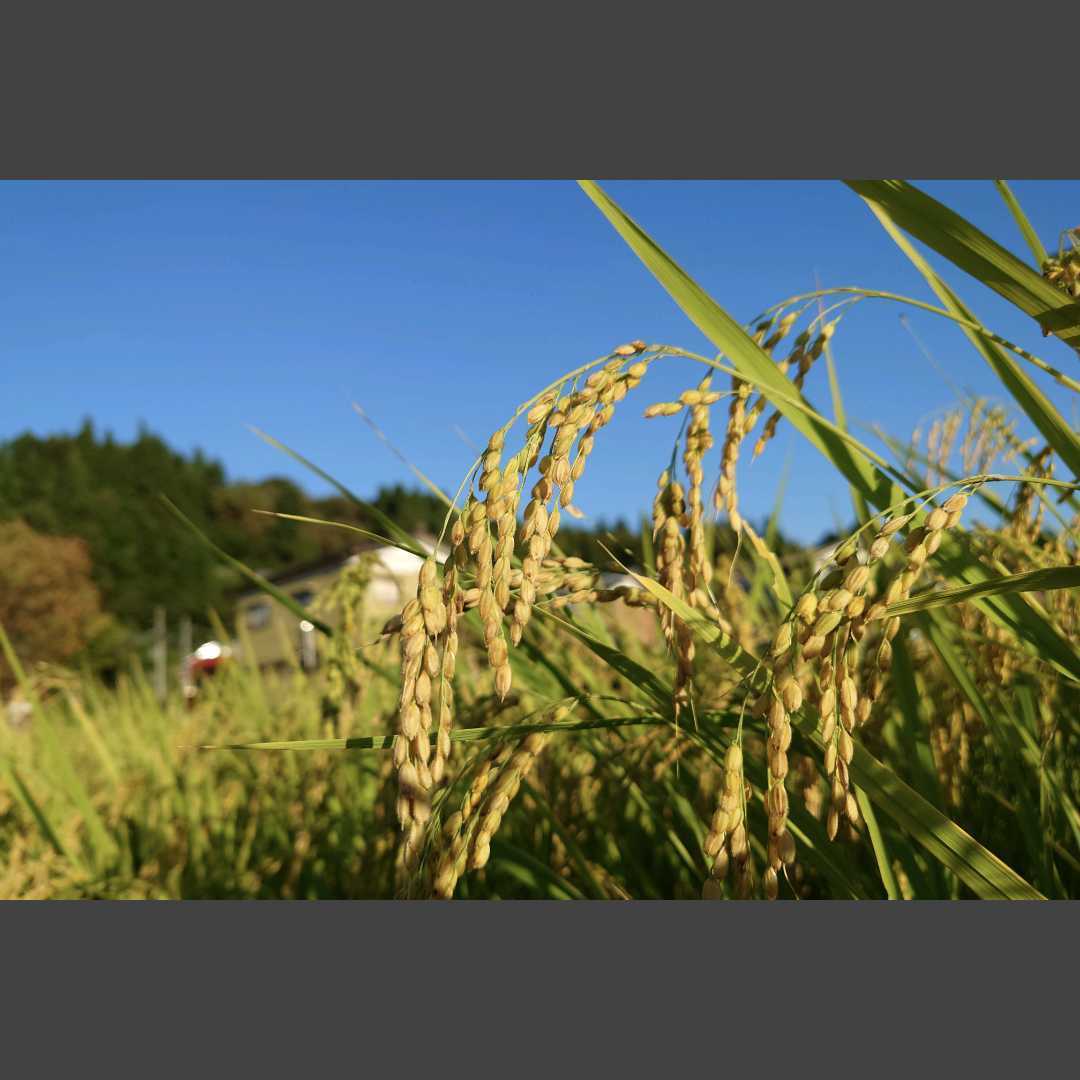 令和5年産 魚沼米 中米 玄米 20キロ_画像5