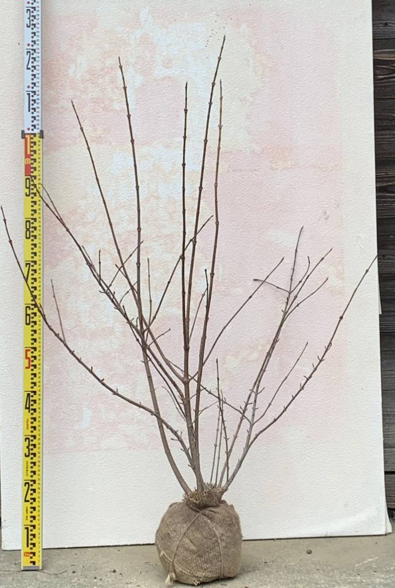 現品発送　オオデマリ　純白の花　白花　落葉樹　株立ち　暑さ寒さに強い　育てやすい　3_画像3