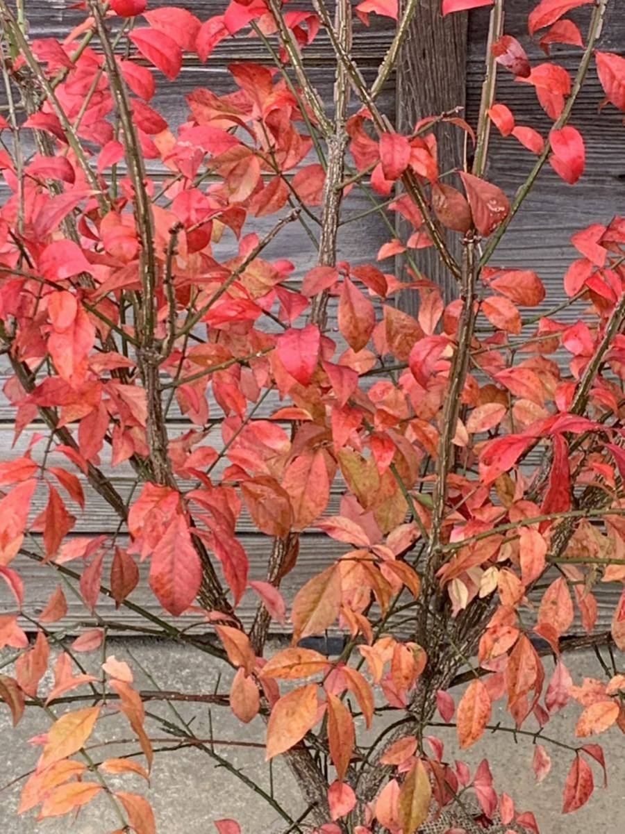 現品発送　ニシキギ　コンパクタ　世界三大紅葉樹　錦木　紅葉　落葉樹　暑さ寒さに強い　7_11月27日撮影。