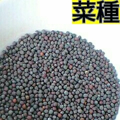 【10cc/目安1000粒】なたね／菜の花【牧草：食用：タネ】発芽良好★食用菜花／草食ペット／花壇に【匿名配送 送料込み】_画像2