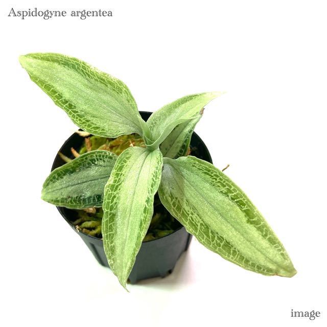 アスピドギネ アルゲンティア (ジュエルオーキッド 宝石蘭 テラリウム パルダリウム アルゲンテア Aspidogyne argentea)_画像1