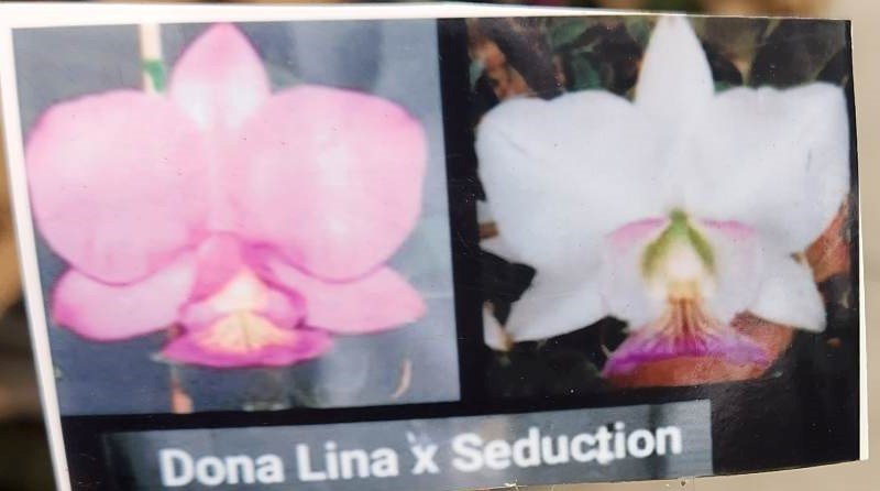 C. nobilior x sib ('Dona Lina' x 'Seduction') 洋蘭 原種_画像1