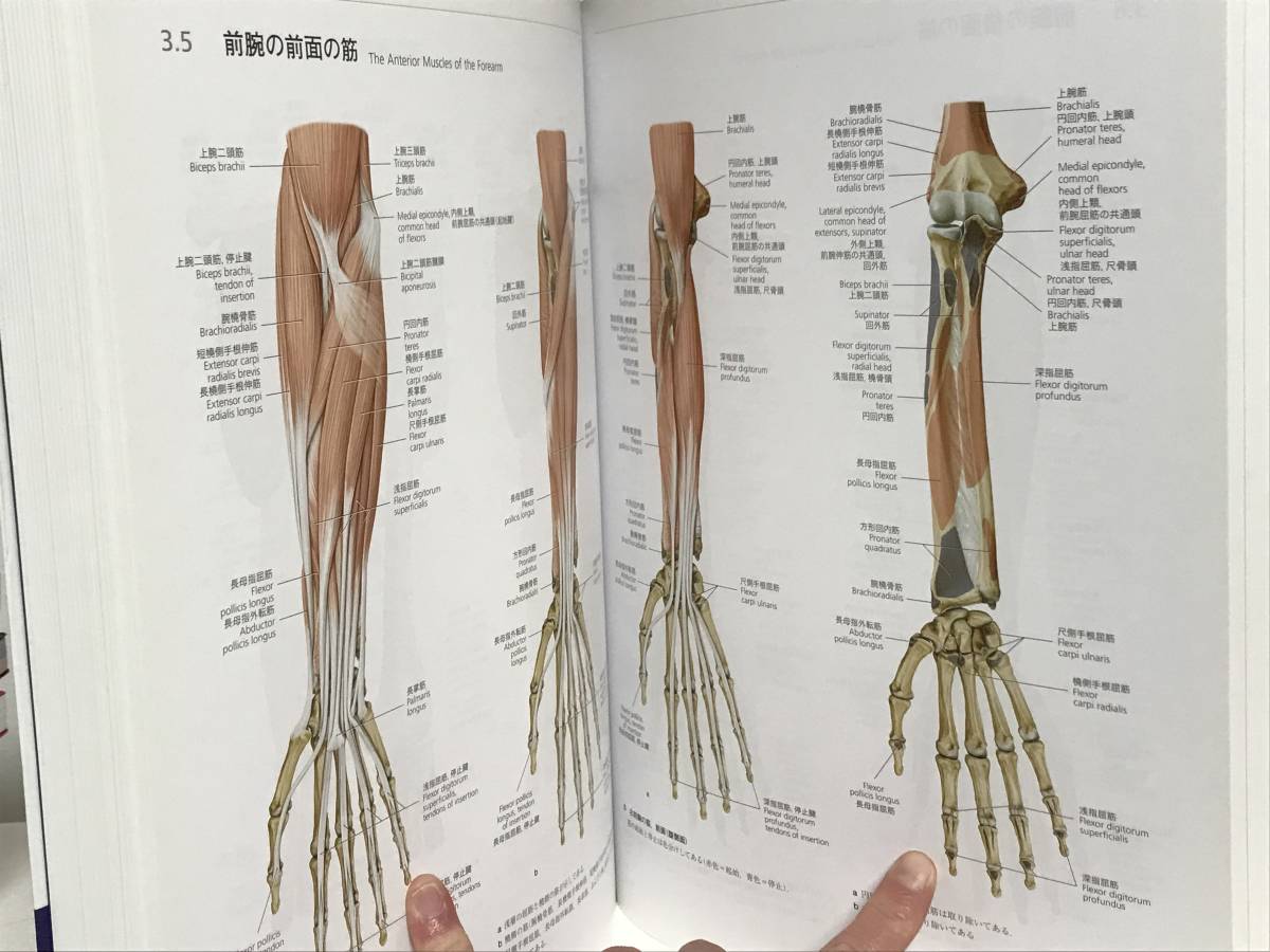 在庫処分アウトレット プロメテウス解剖学アトラス 解剖学総論