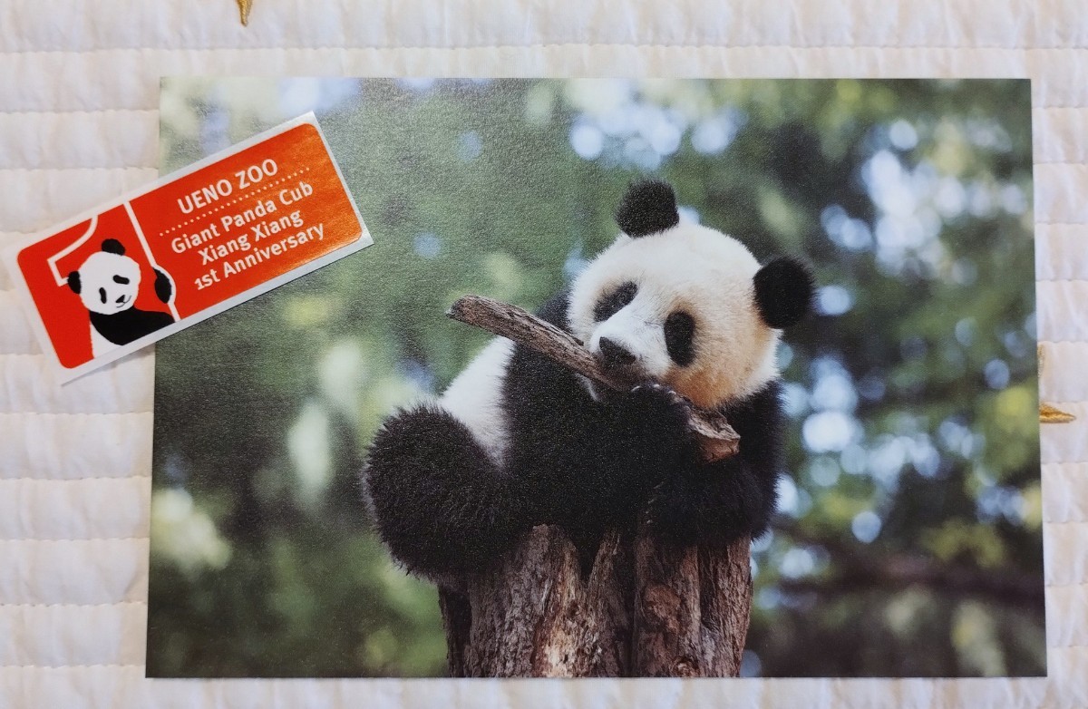 343日齢 シャンシャン『 上野動物園公式ポストカード & 1歳ステッカー