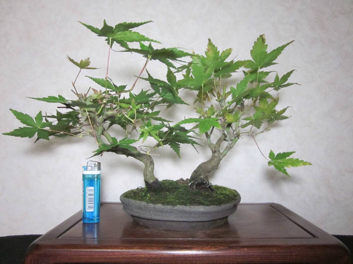  old tree feeling on . mountain maple yamamomiji manner . exist .... tailoring two . bring-your-own. shohin bonsai height of tree 22 centimeter ( ground . from 17 centimeter )