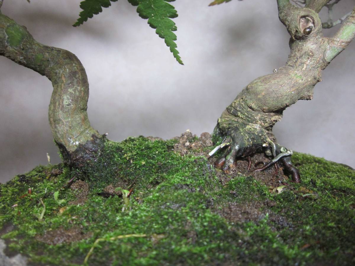  old tree feeling on . mountain maple yamamomiji manner . exist .... tailoring two . bring-your-own. shohin bonsai height of tree 22 centimeter ( ground . from 17 centimeter )