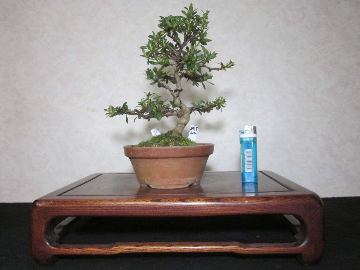  редкий старый дерево чувство сверху . Rhododendron indicum . один товар корень обивка хороший под ногами способ . есть узор дерево приносить. shohin bonsai высота дерева 24.5 см ( земля . из 18 см )