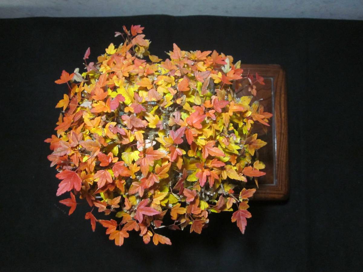  rare old tree feeling on . maple maple small leaf . manner . exist pattern tree . tailoring style bring-your-own. . manner bonsai height of tree 27 centimeter ( ground . from 21 centimeter )