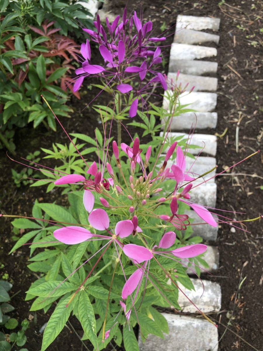 花種　一年草　クレオメ　西洋フウチョウ　ピンク&紫のミックス　約20粒　北海道より_画像6