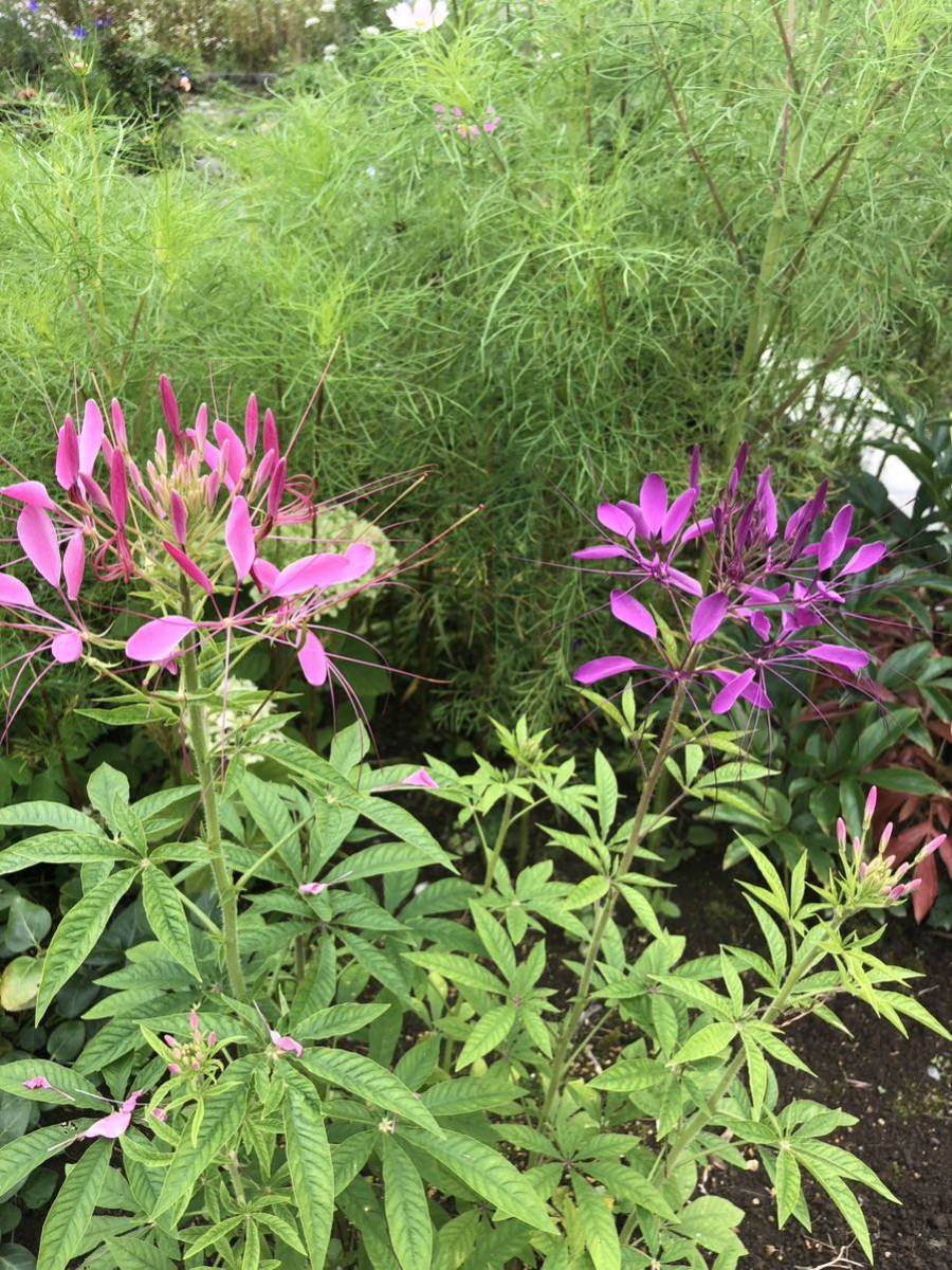 花種　一年草　クレオメ　西洋フウチョウ　ピンク&紫のミックス　約20粒　北海道より_画像7