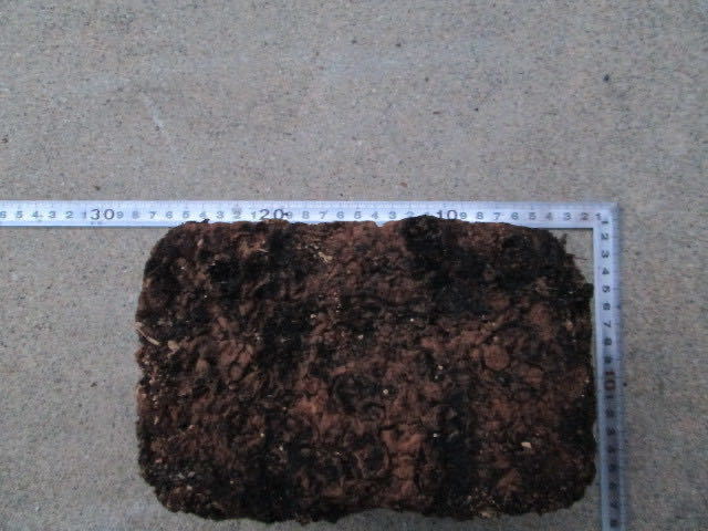 目指せ大型カブトムシ　シイタケの廃菌床ブロック40個　全国送料込み　即決3700円_大きさにバラツキがあります。
