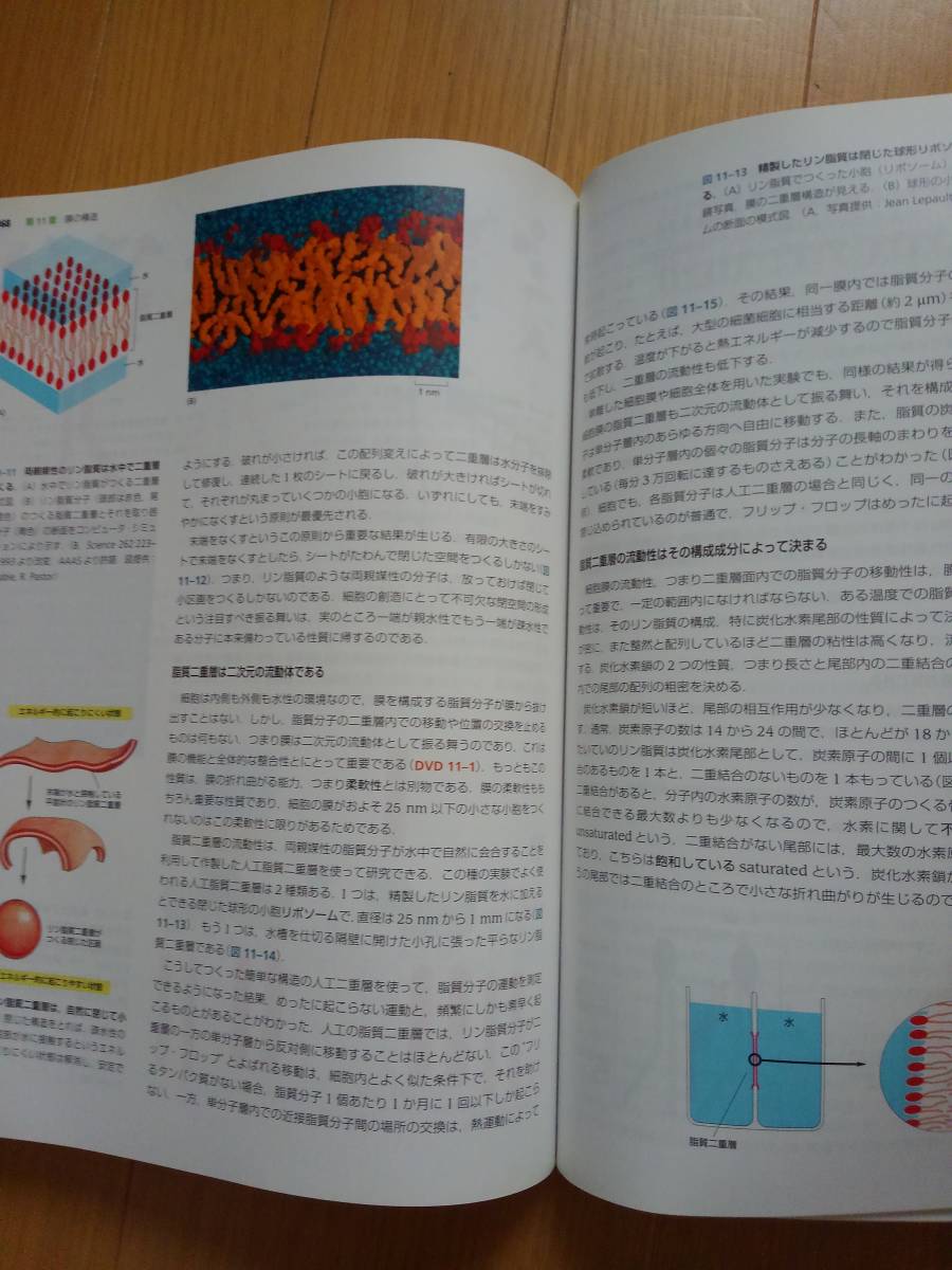 Essential 細胞生物学原書第３版(DVD-ROM付属) 南江堂【即決】－日本代購代Bid第一推介「Funbid」