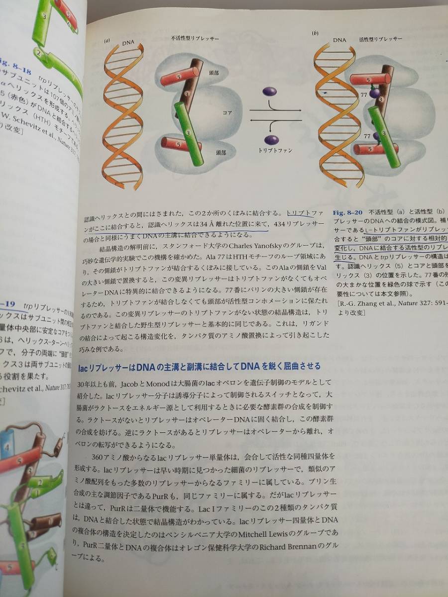 初版 タンパク質の構造入門 第2版　CarlBranden ＆ John Tooze 勝部幸輝　竹中章郎　福山恵一　松原央　【即決】_画像7