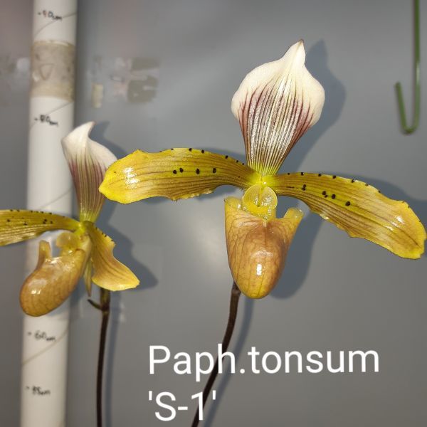 6917【つぼみ付き株】パフィオペディラム トンサム Paph.tonsum 洋蘭 原種 (paph-sp-0012)_画像1